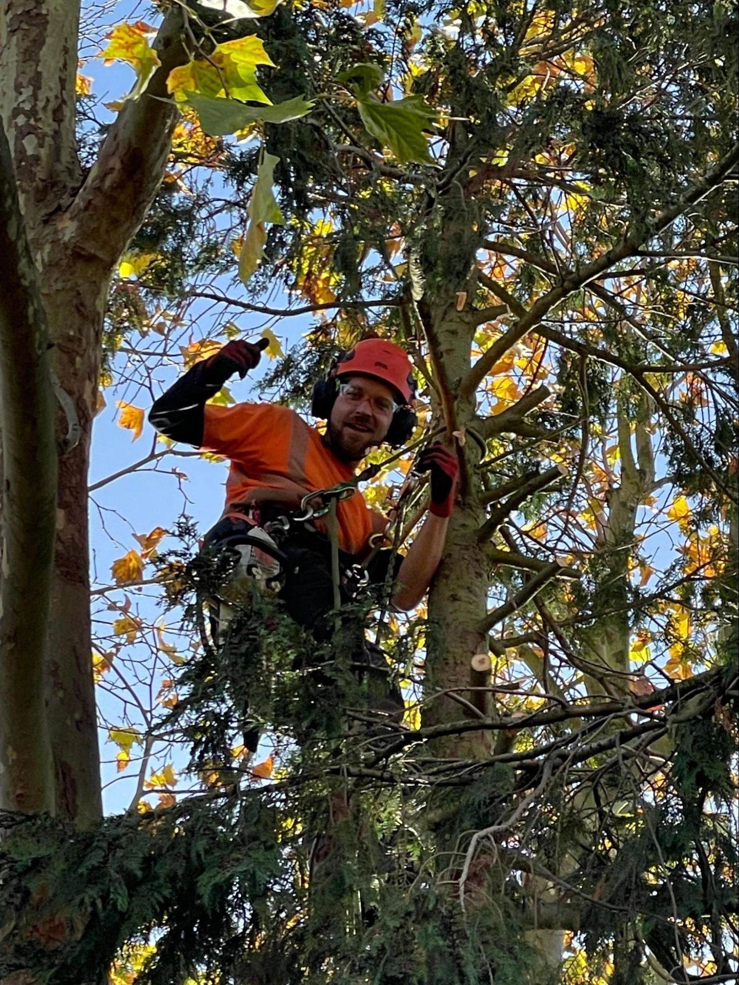 Ware Tree Care Experts